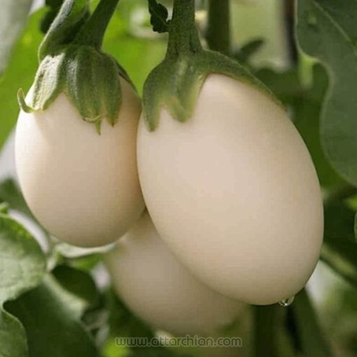 بذر بادمجان تخم مرغی سفید