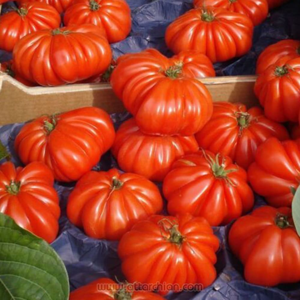 بذر گوجه چروک قرمز درختی