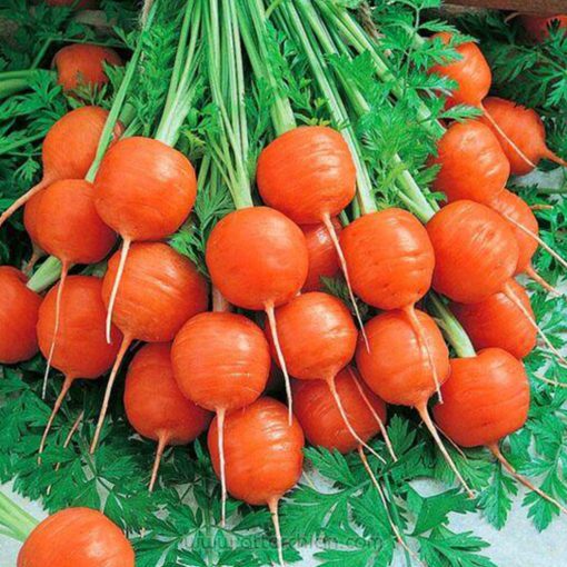 بذر هویج گرد اطلس